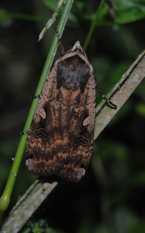 ID - Agrotis?